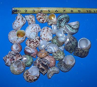 30 Assorted Turbo Hermit Crab Seashell Sea Shell Fish Tank Crafts Decor
