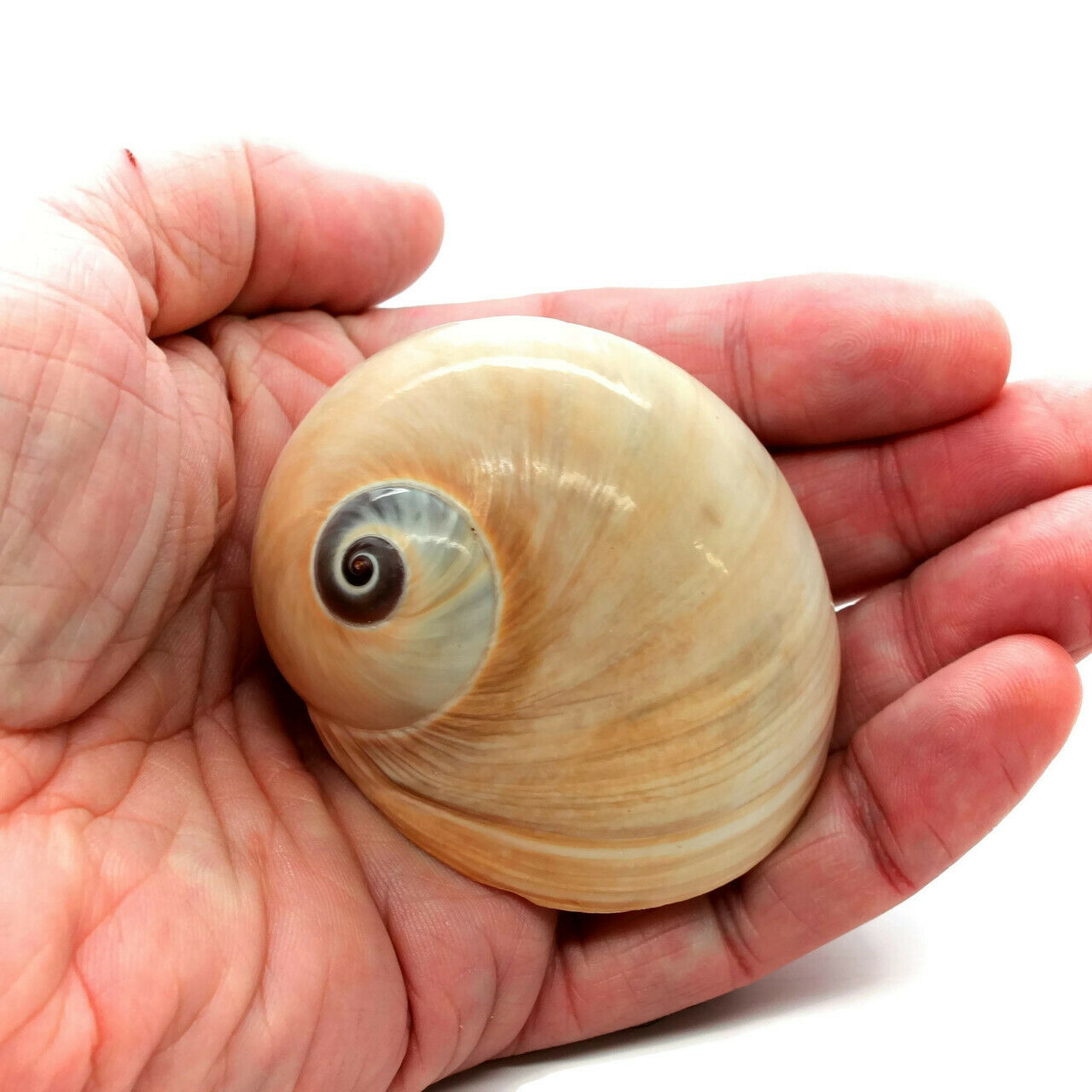 Large Hermit Crab Shells Whale Eye (qty 2) Natural Seashells 1 3/4-2"