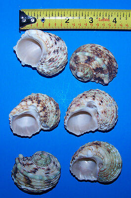 6 Silver Mouth Turbo Hermit Crab Shells Crafts Fish Tank Wedding Item # 1049-6